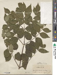 Aralia spinosa image