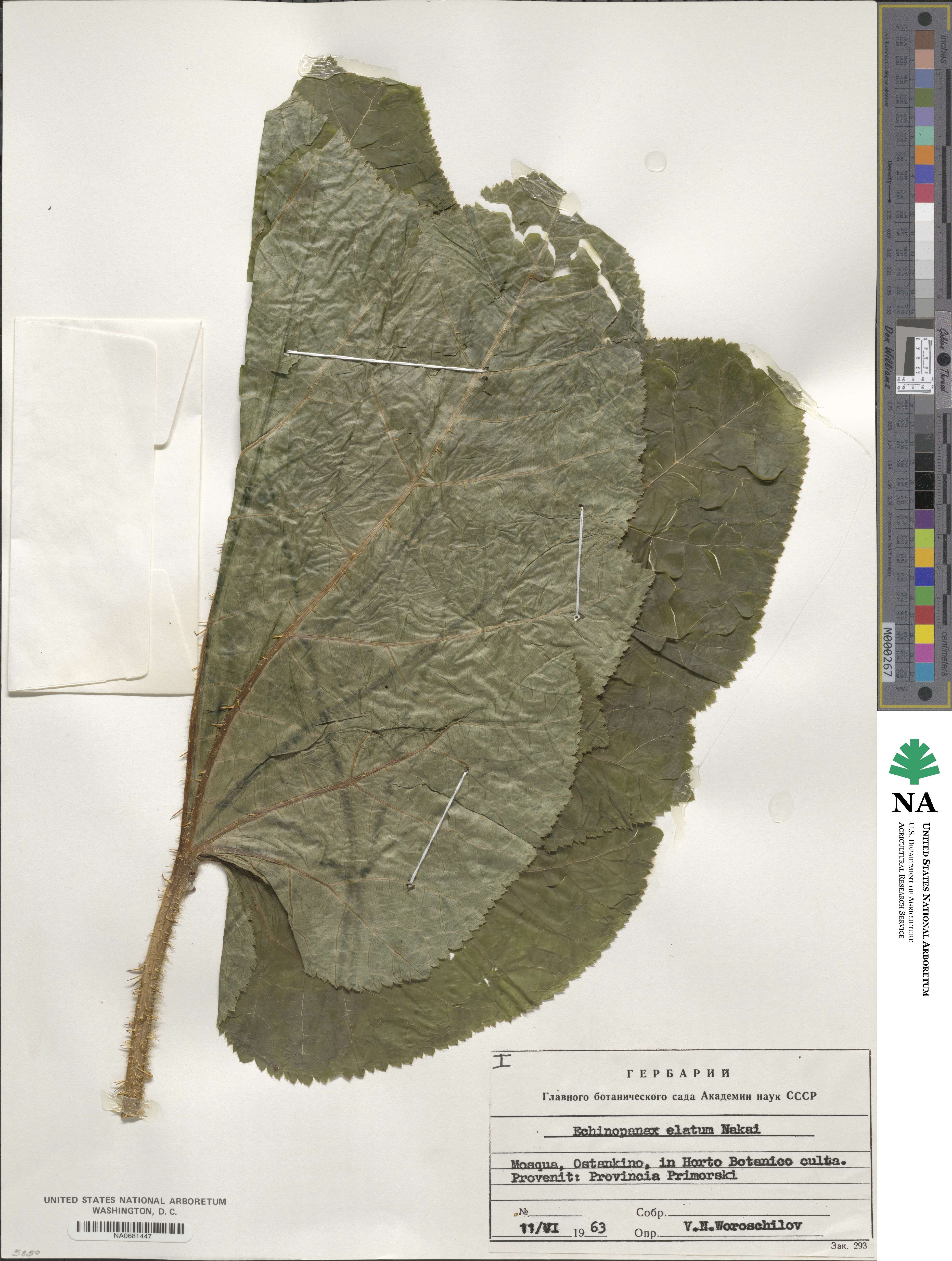 Oplopanax elatus image