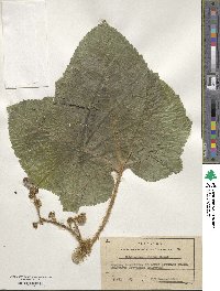 Oplopanax elatus image