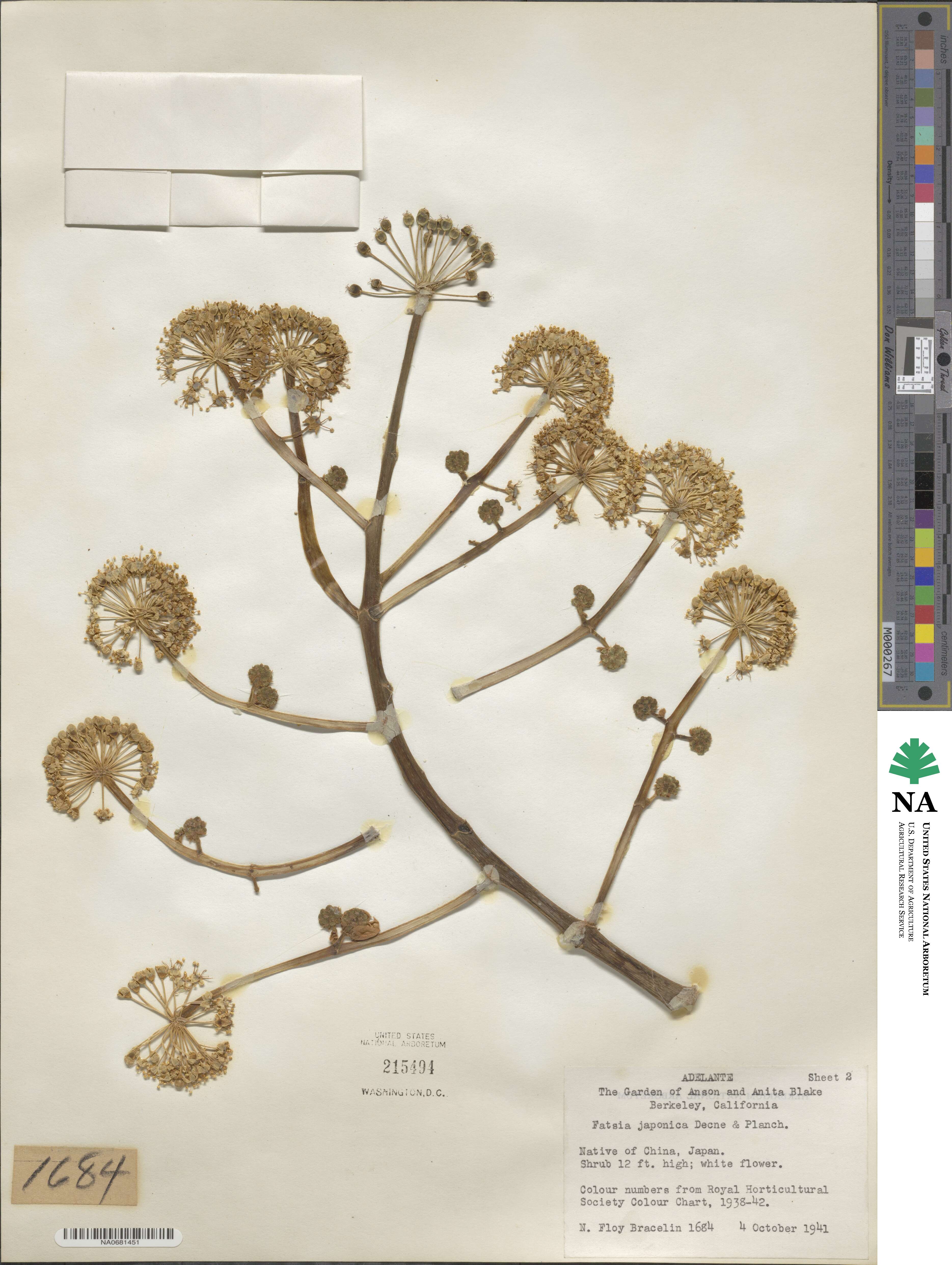 Echinopanax japonicus image