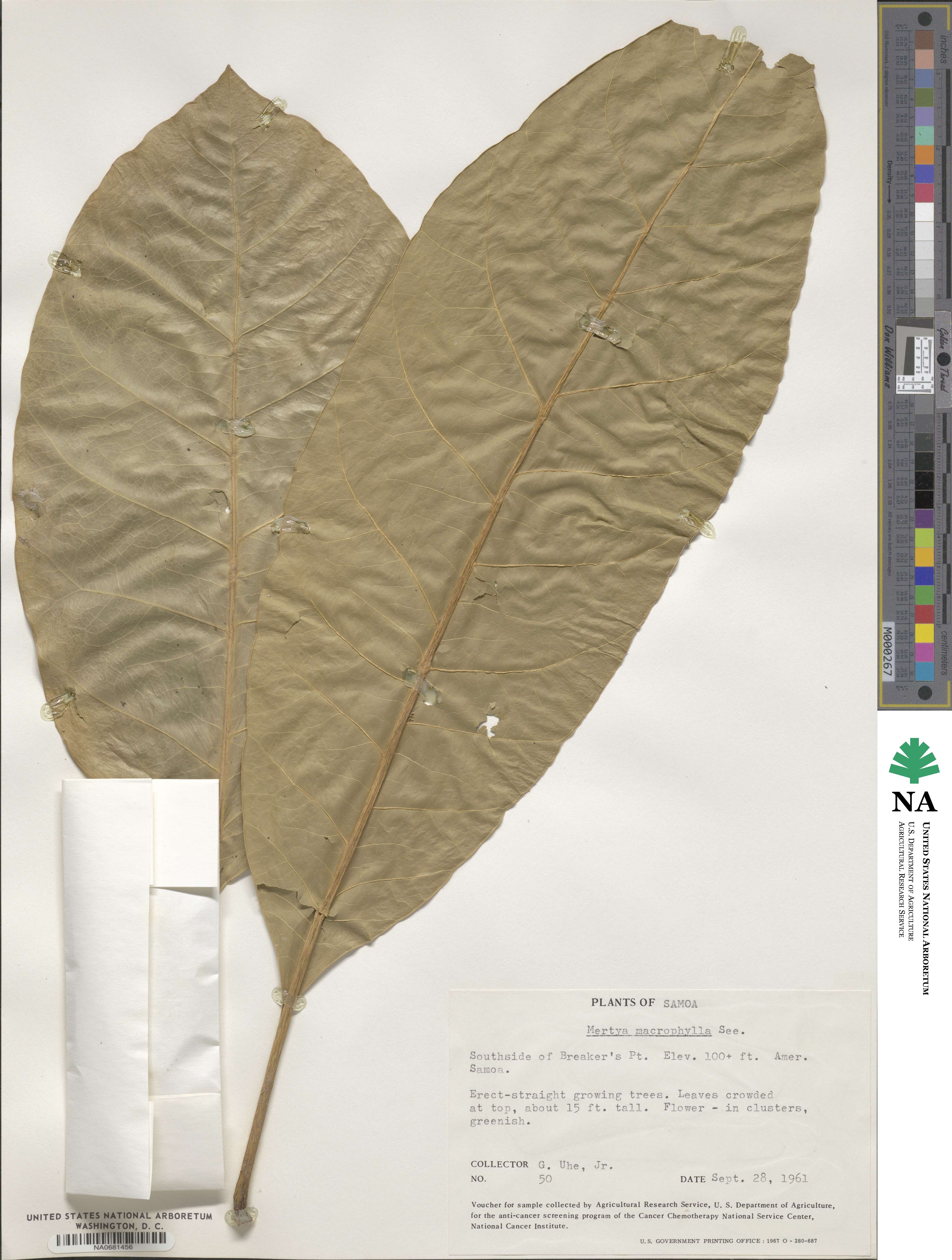 Meryta macrophylla image