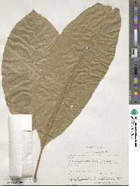 Image of Meryta macrophylla