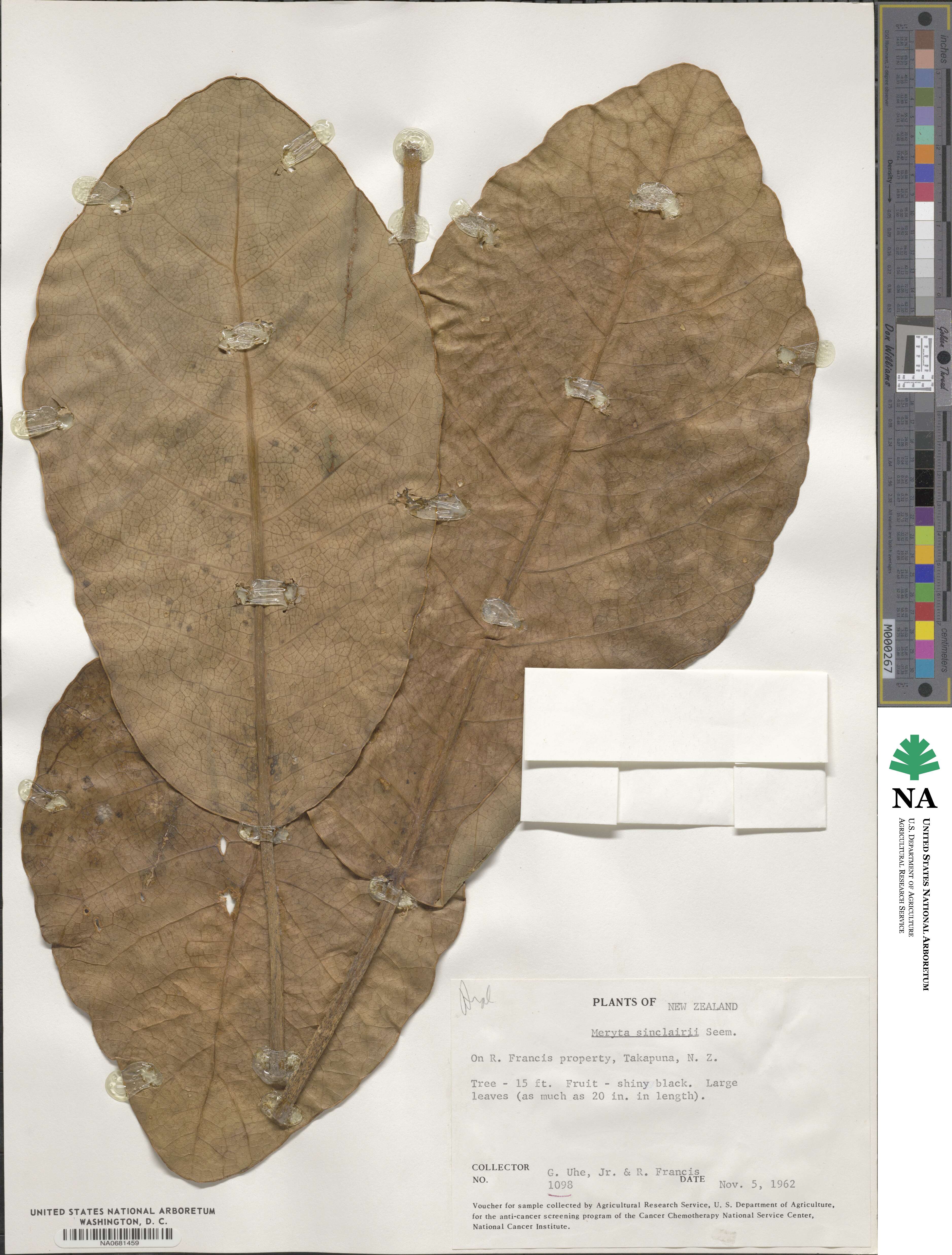 Meryta image