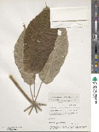 Didymopanax morototoni image