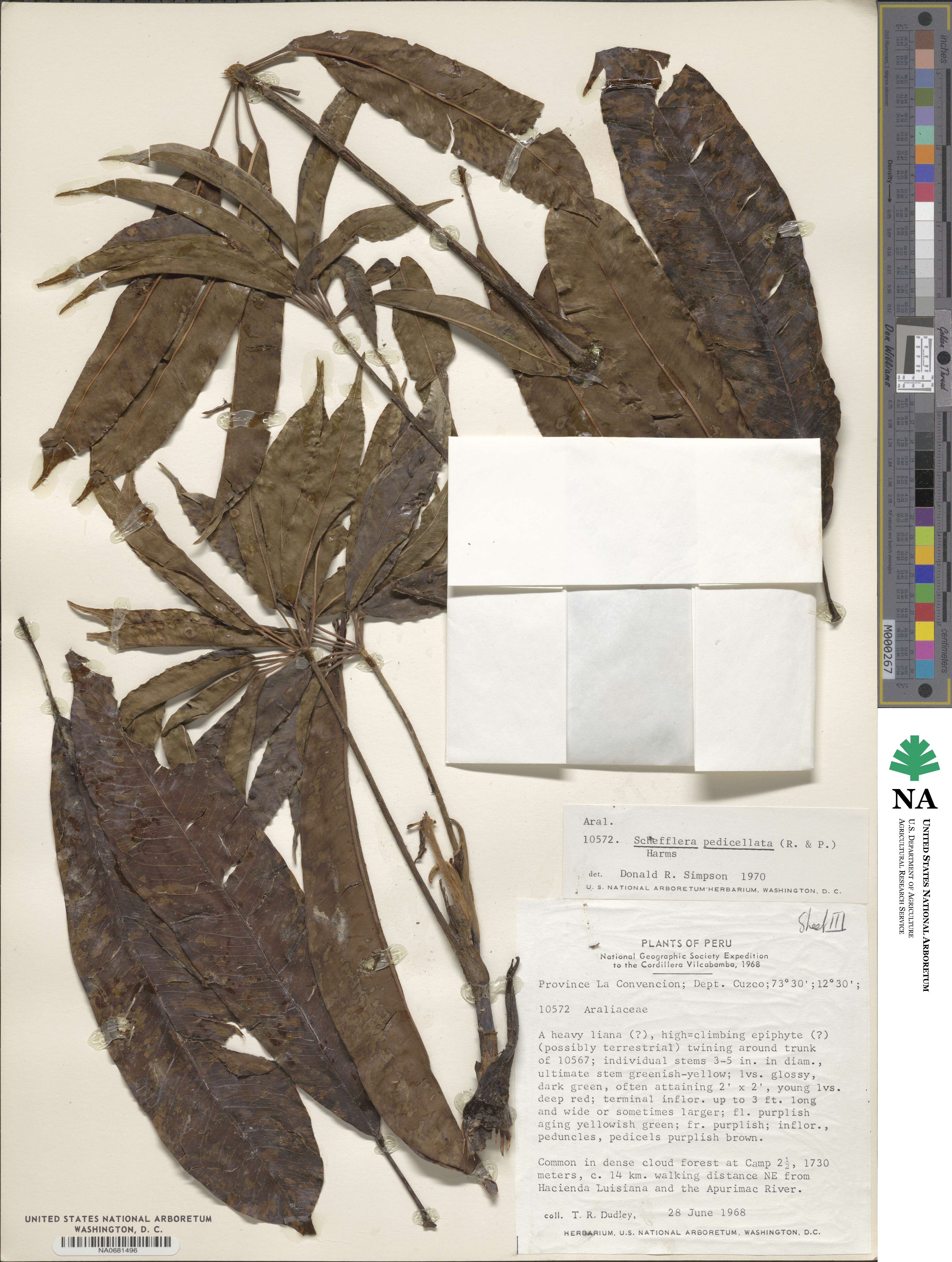 Sciodaphyllum kuntzei image