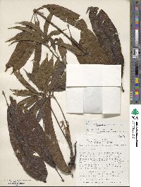 Sciodaphyllum kuntzei image