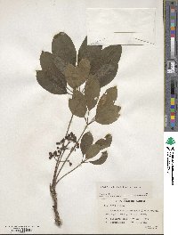 Heptapleurum heptaphyllum image