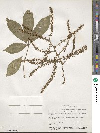 Schefflera digitata image