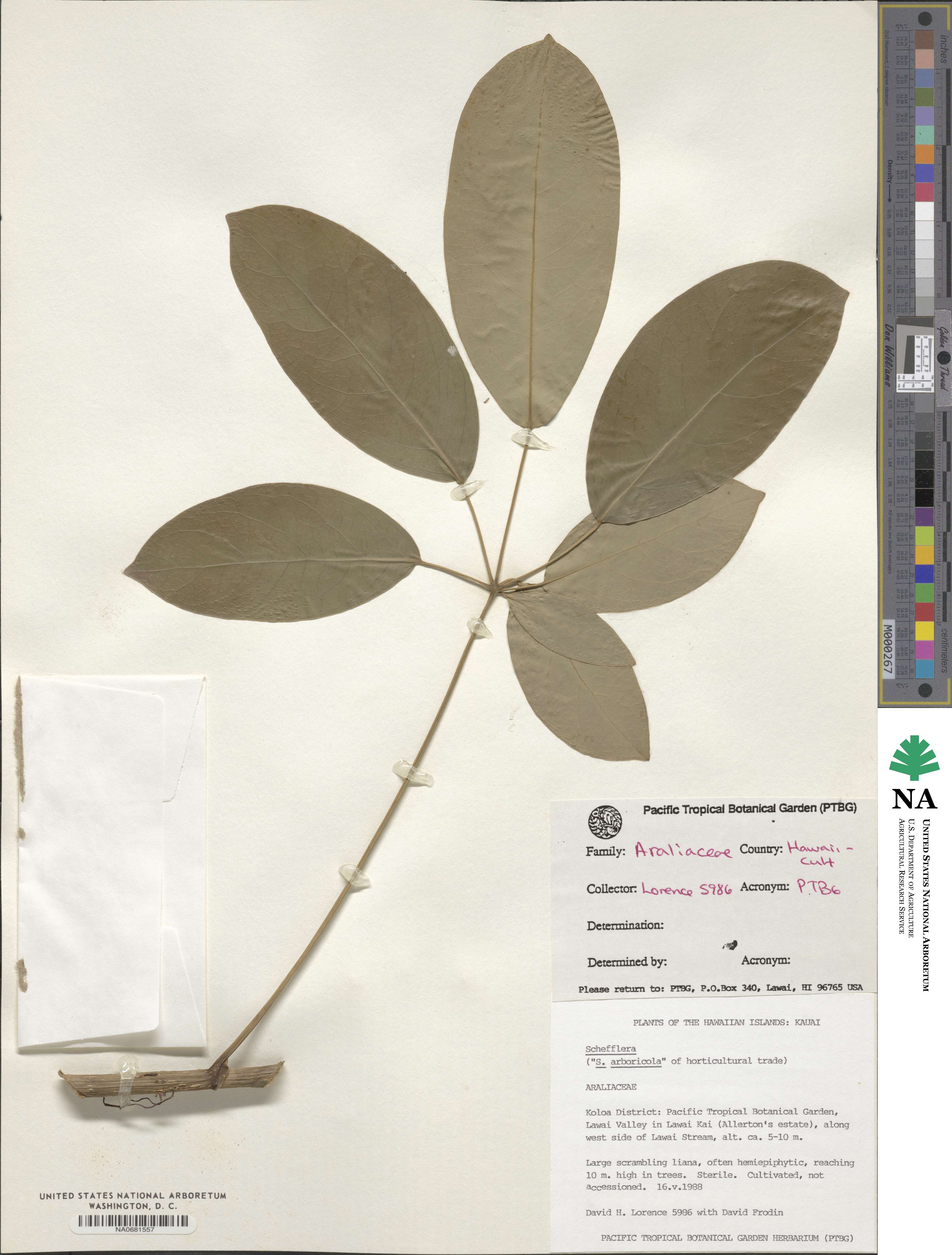 Heptapleurum arboricola image