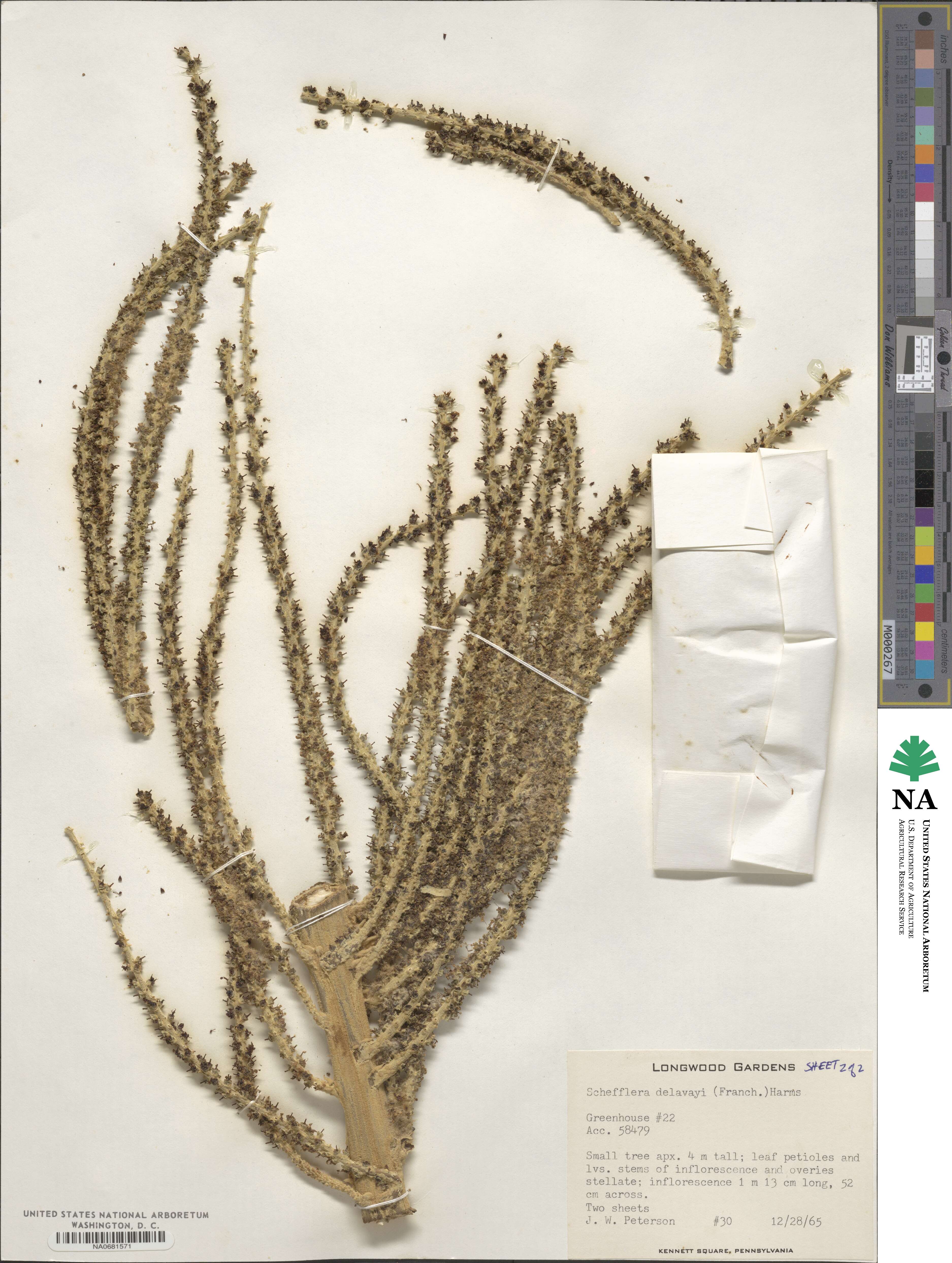 Heptapleurum delavayi image