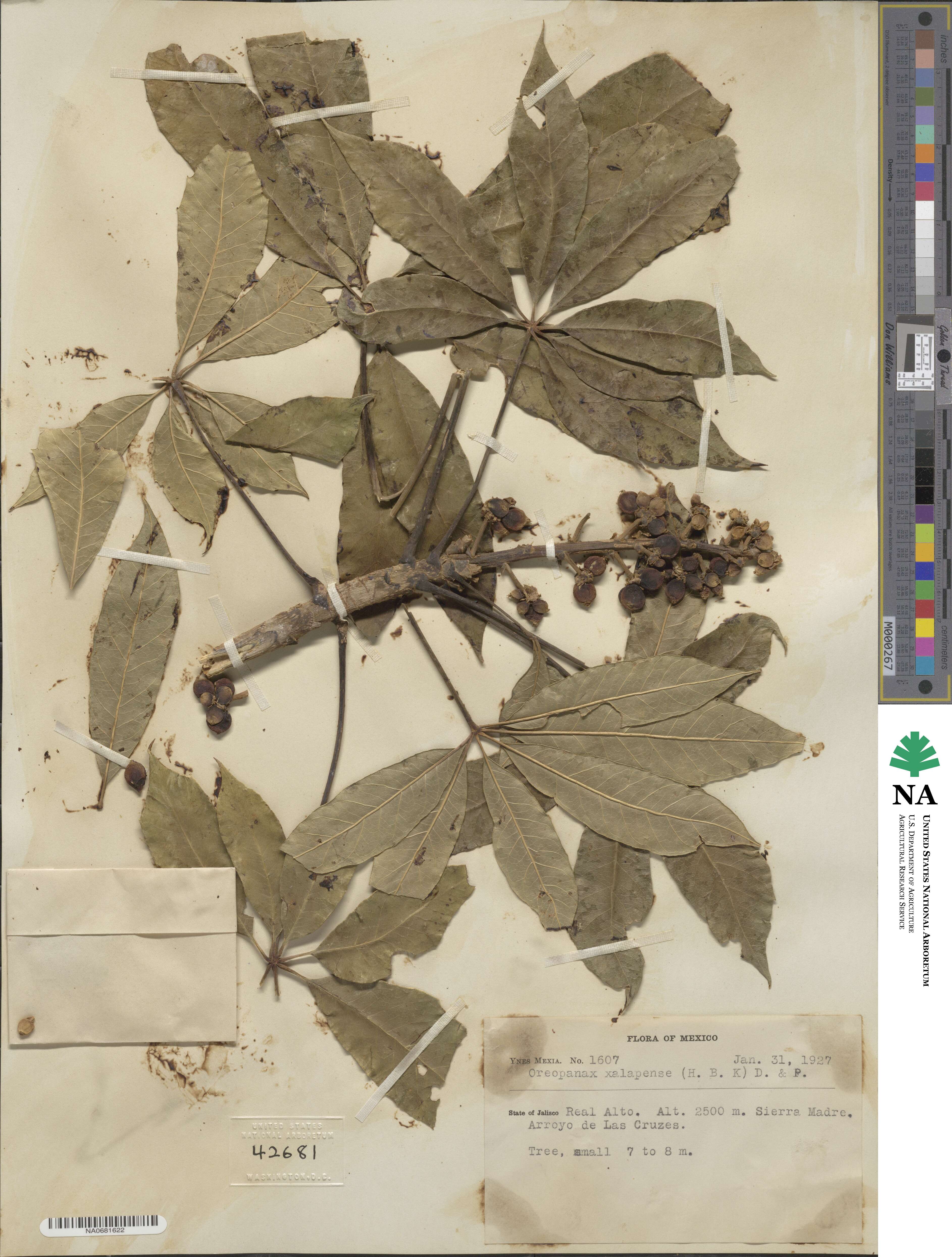 Oreopanax xalapensis image