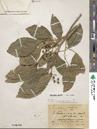 Dendropanax arboreus image