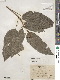 Dendropanax arboreus image