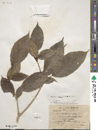 Dendropanax arboreus image