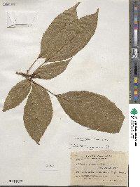 Dendropanax arboreus image