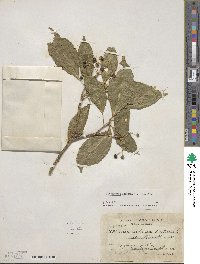 Dendropanax arboreus image