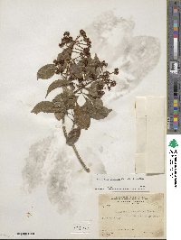 Dendropanax arboreus image