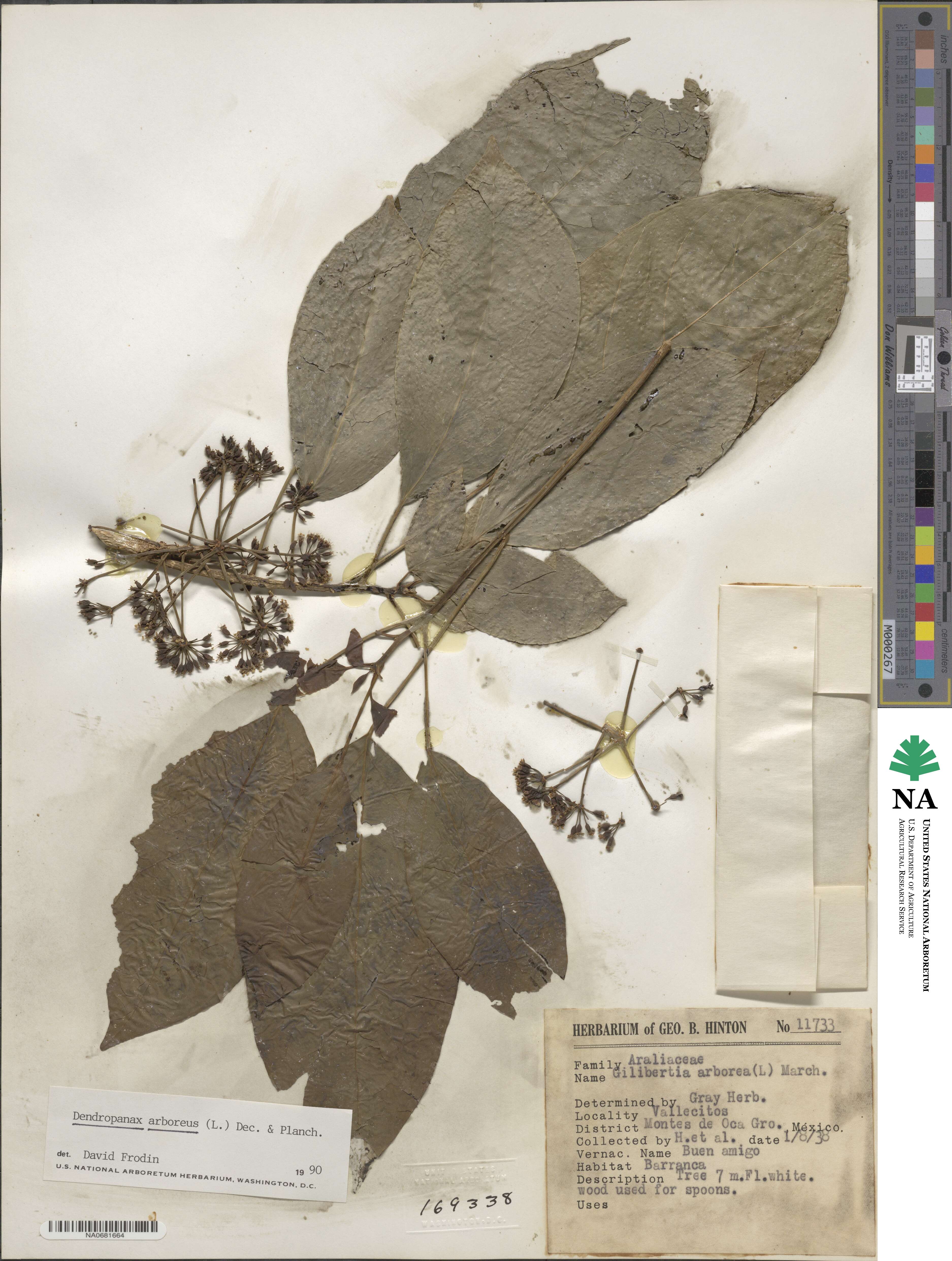 Dendropanax arboreus image