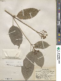 Dendropanax arboreus image