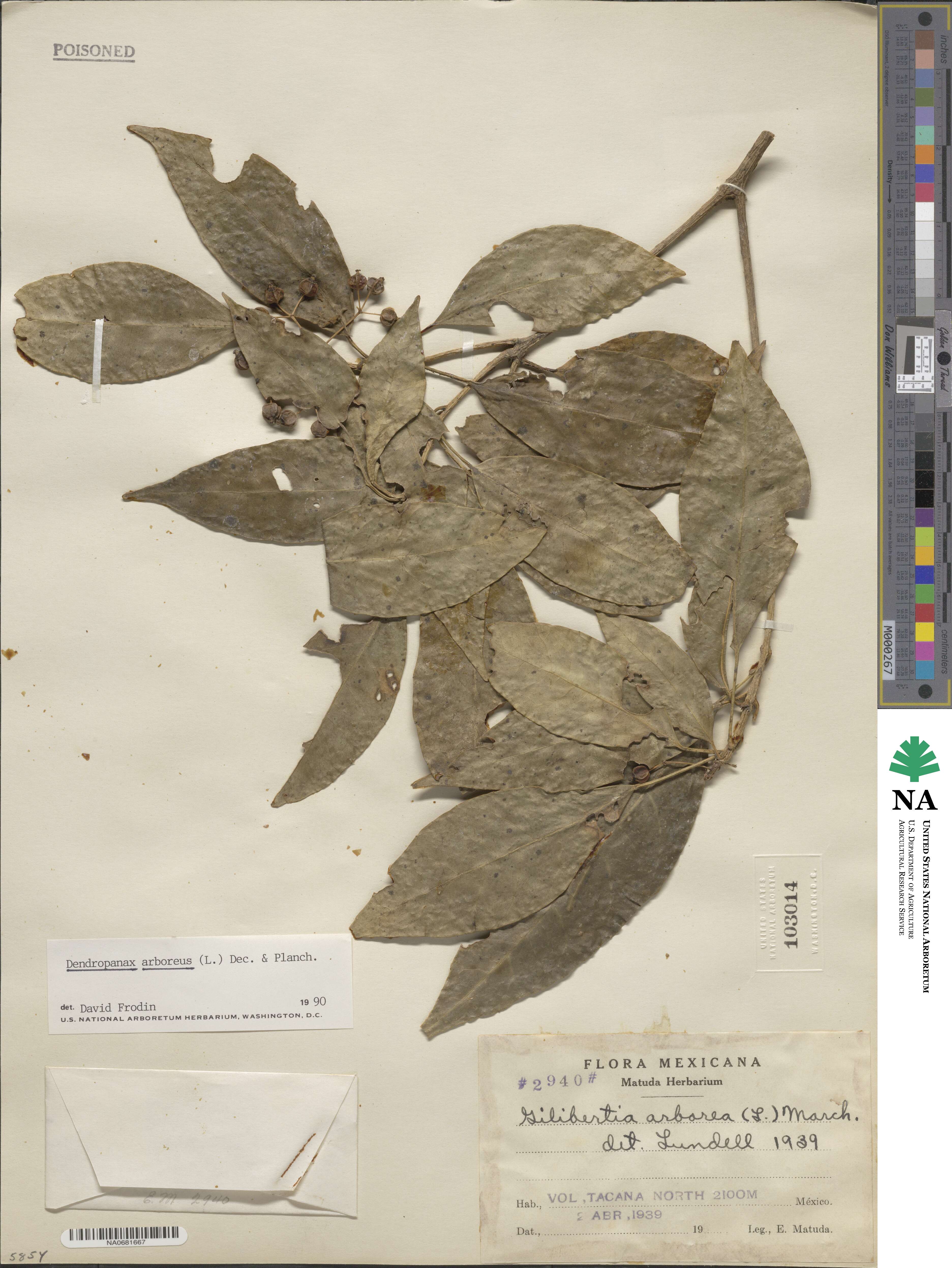 Dendropanax arboreus image