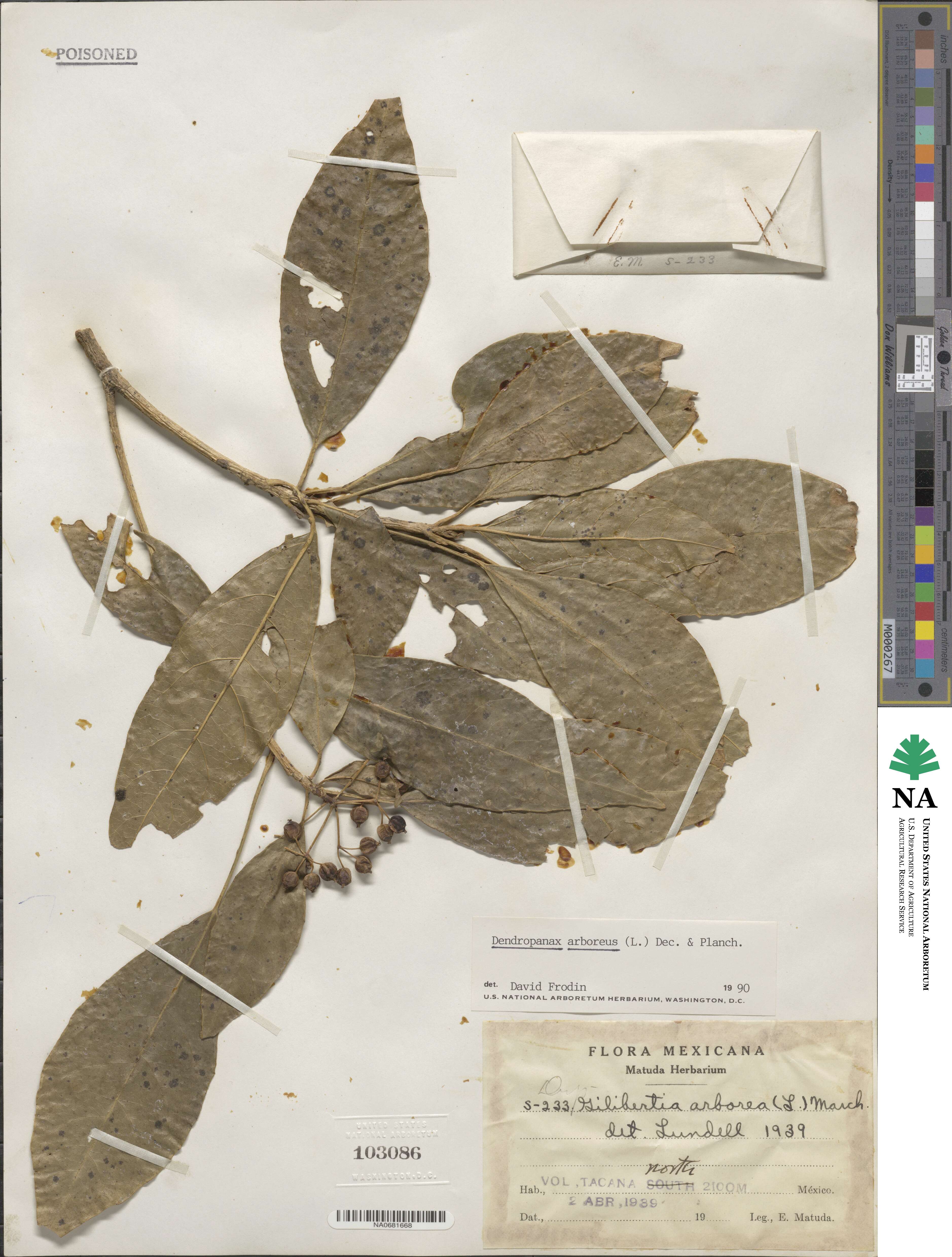 Dendropanax arboreus image