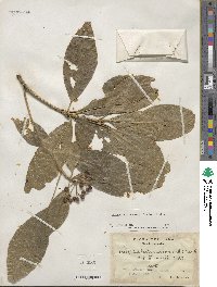 Dendropanax arboreus image