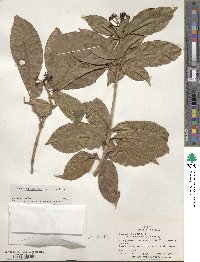 Dendropanax arboreus image