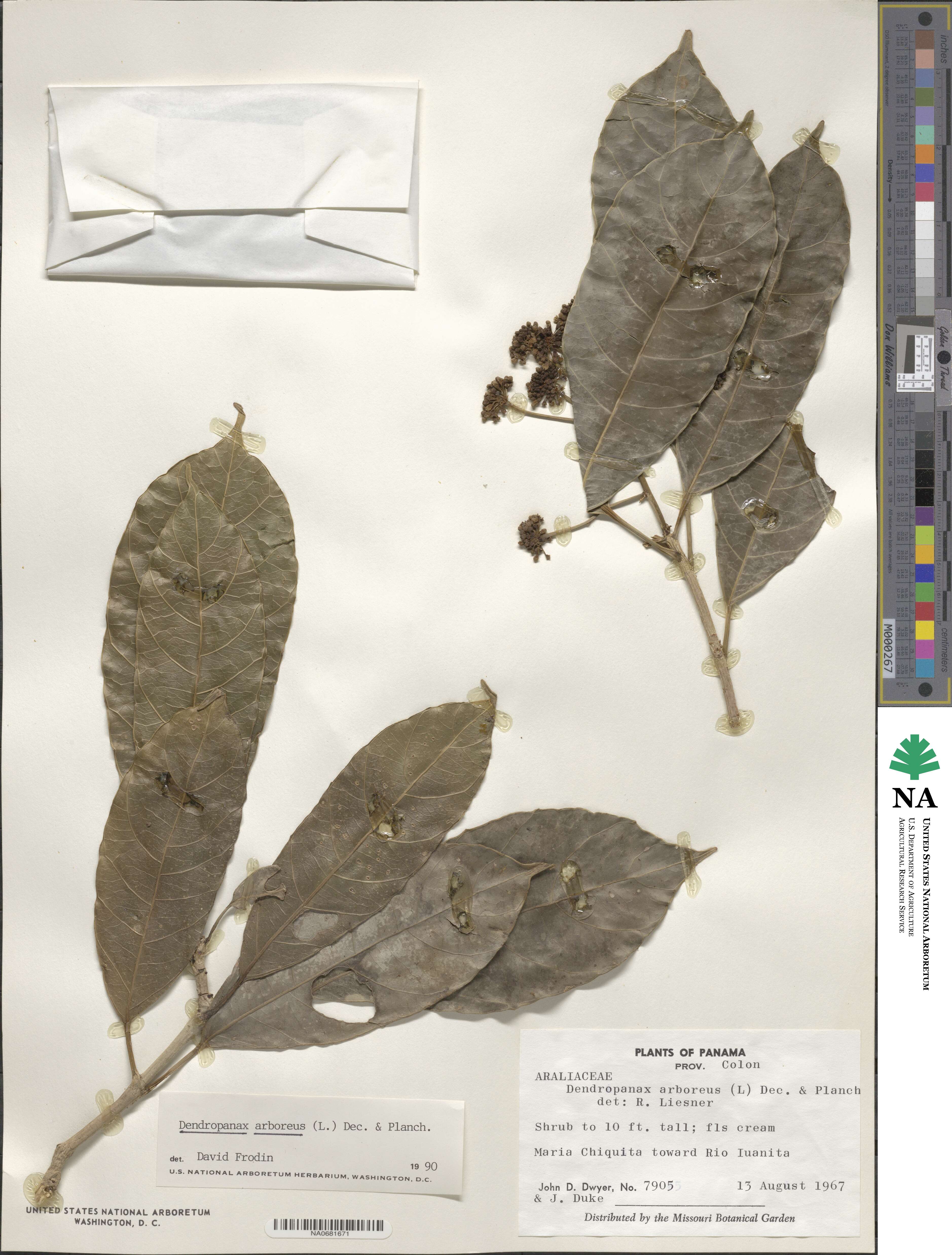 Dendropanax arboreus image