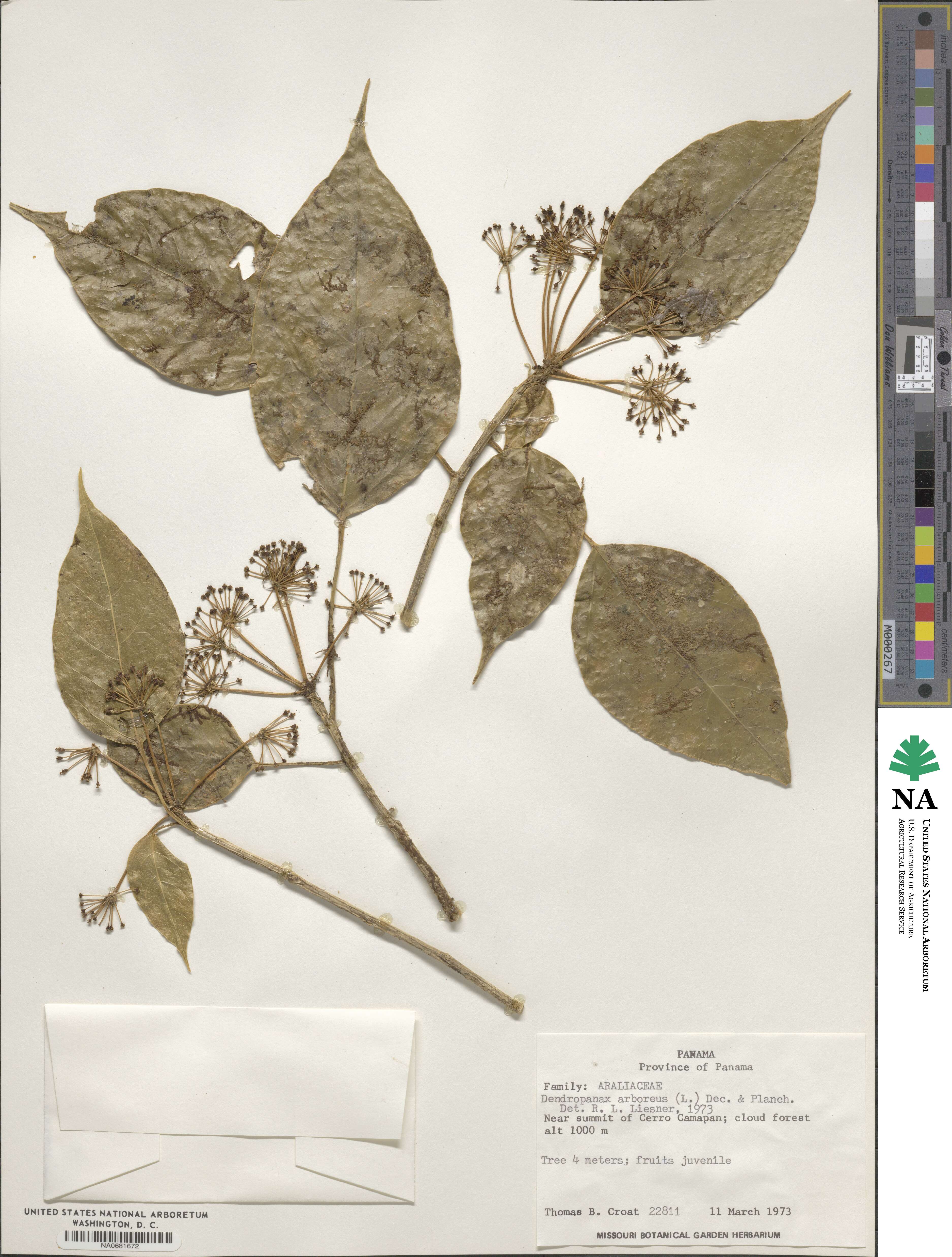 Dendropanax arboreus image