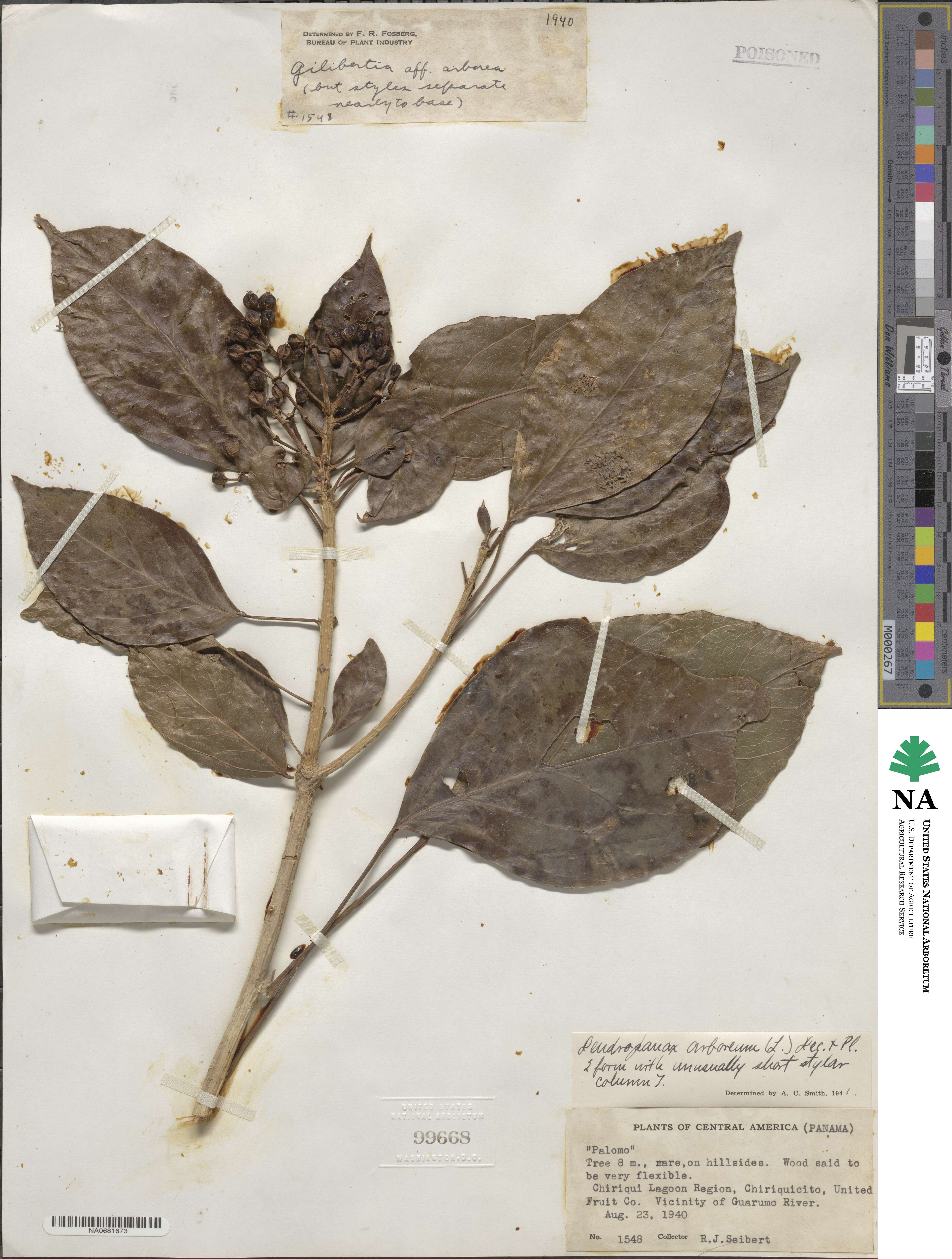 Dendropanax arboreus image