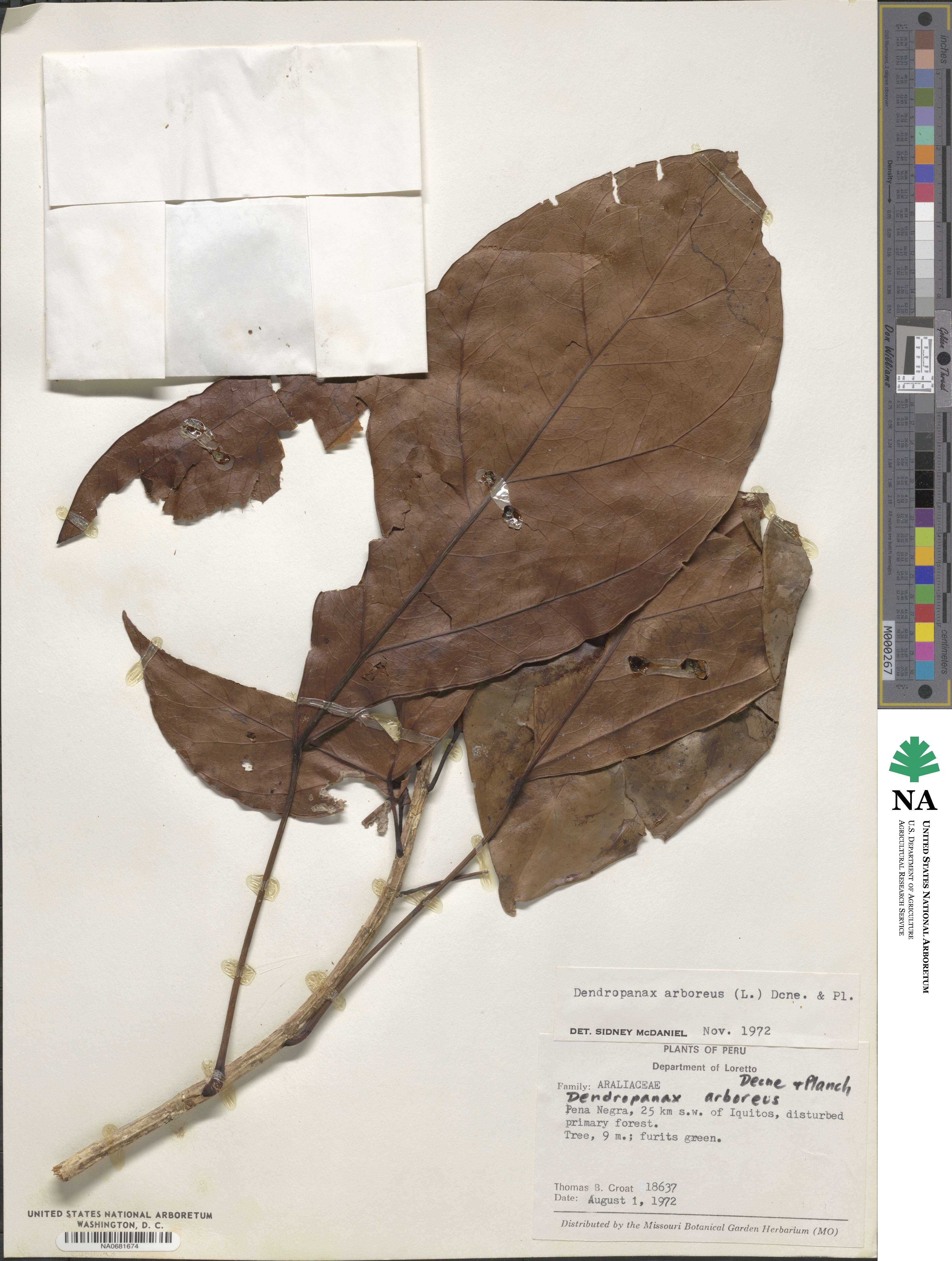 Dendropanax arboreus image