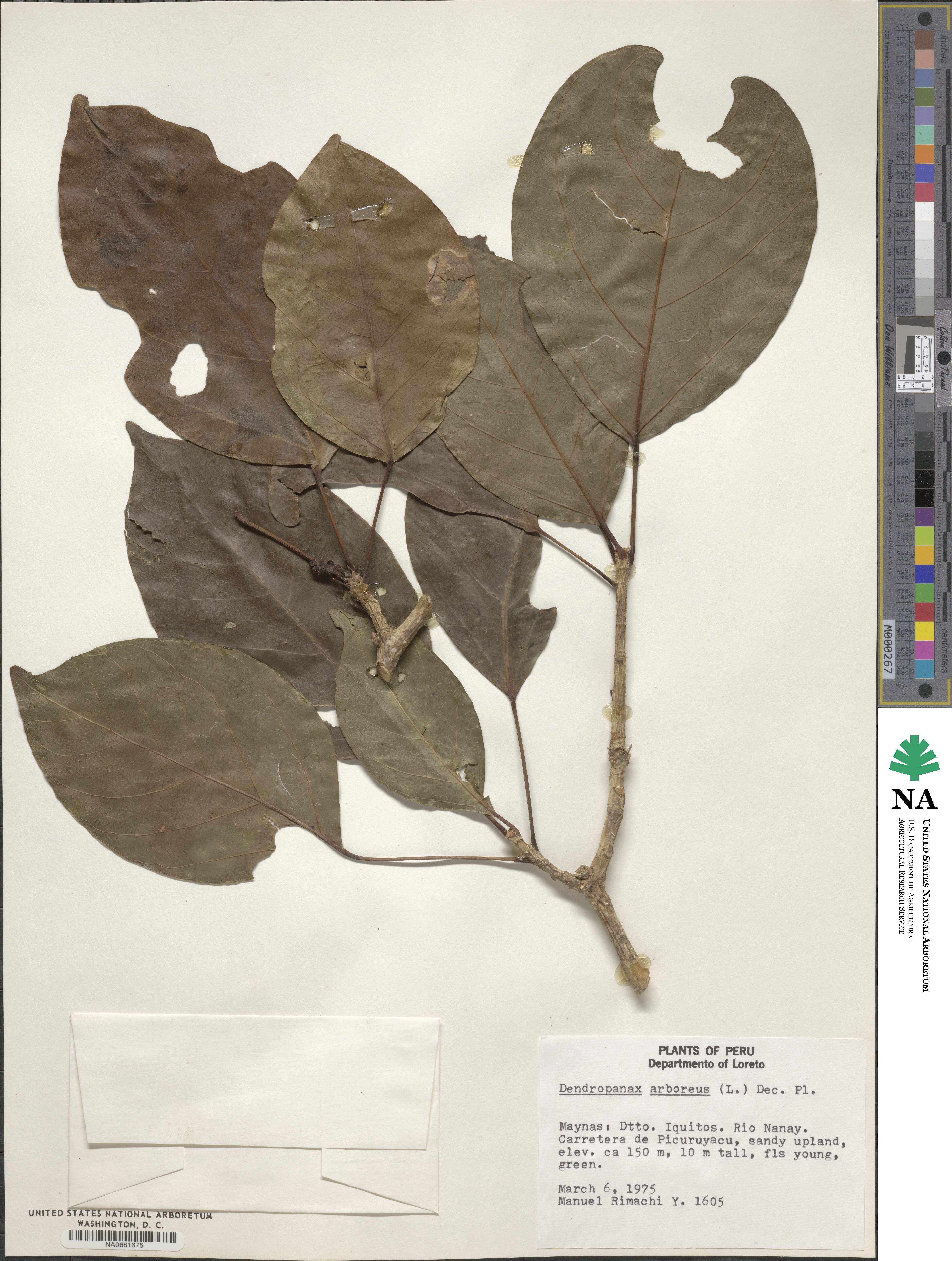 Dendropanax arboreus image