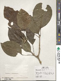 Dendropanax arboreus image