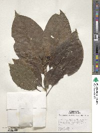 Dendropanax arboreus image