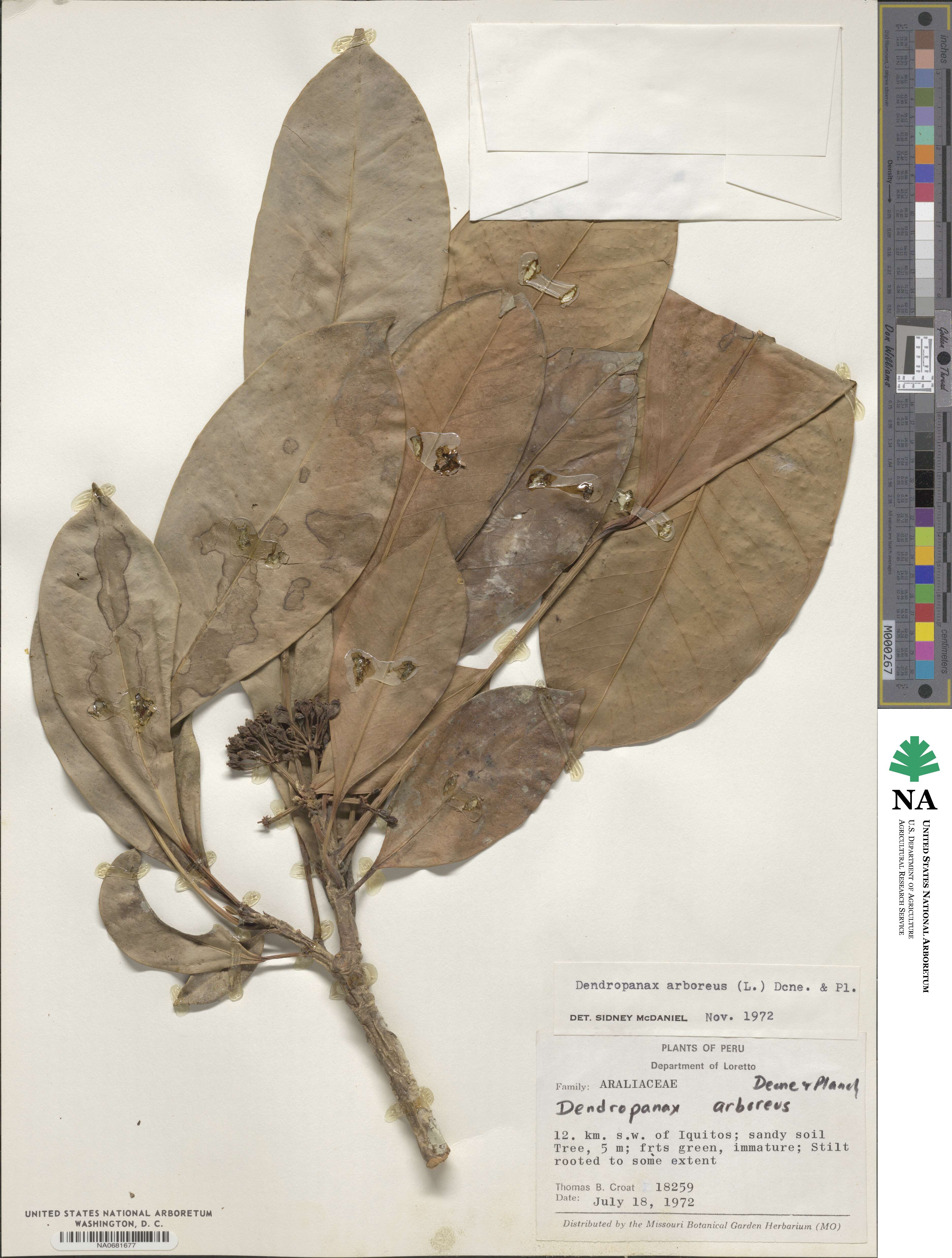 Dendropanax arboreus image