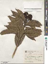 Image of Dendropanax cuneatus