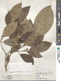 Dendropanax tessmannii image