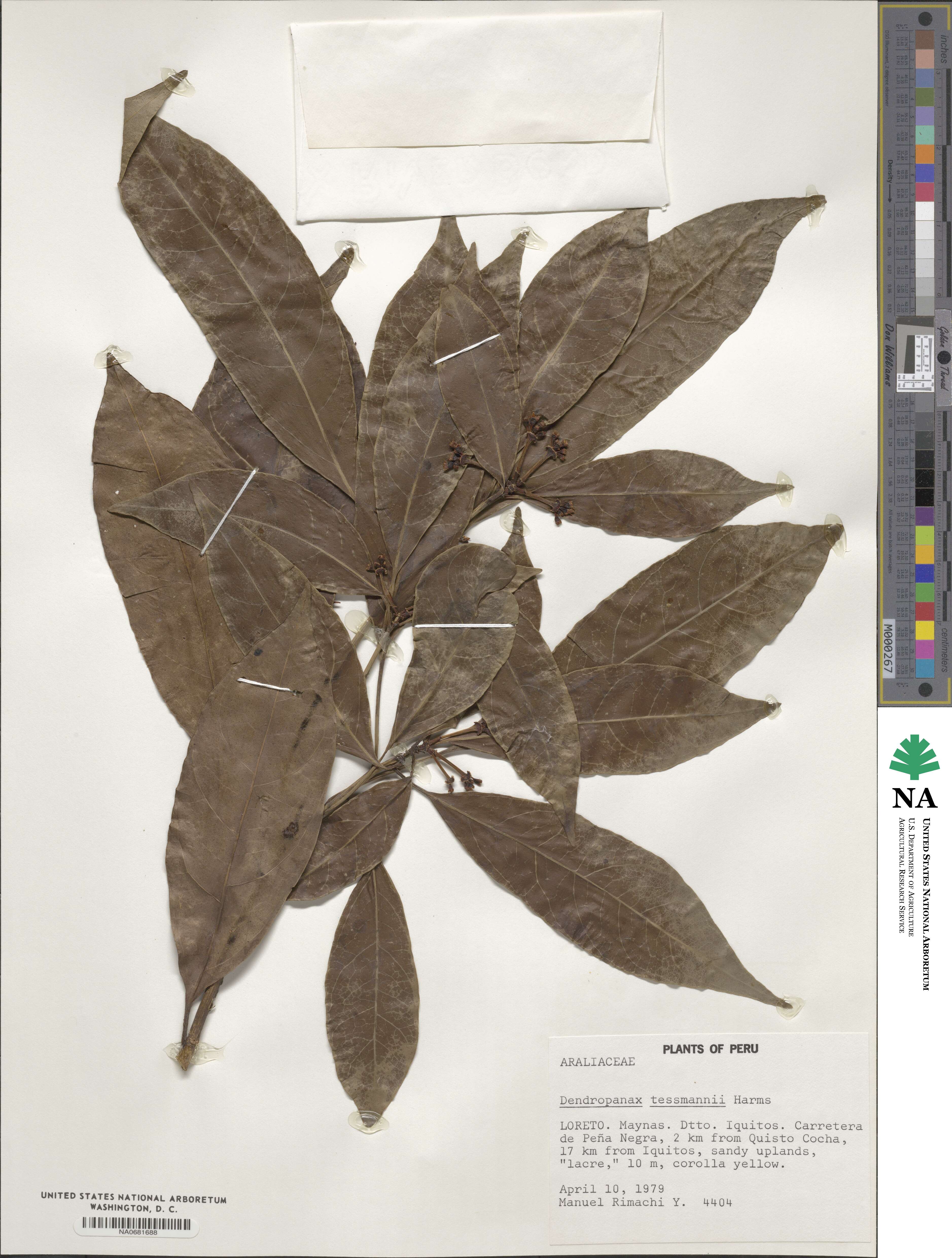 Dendropanax tessmannii image