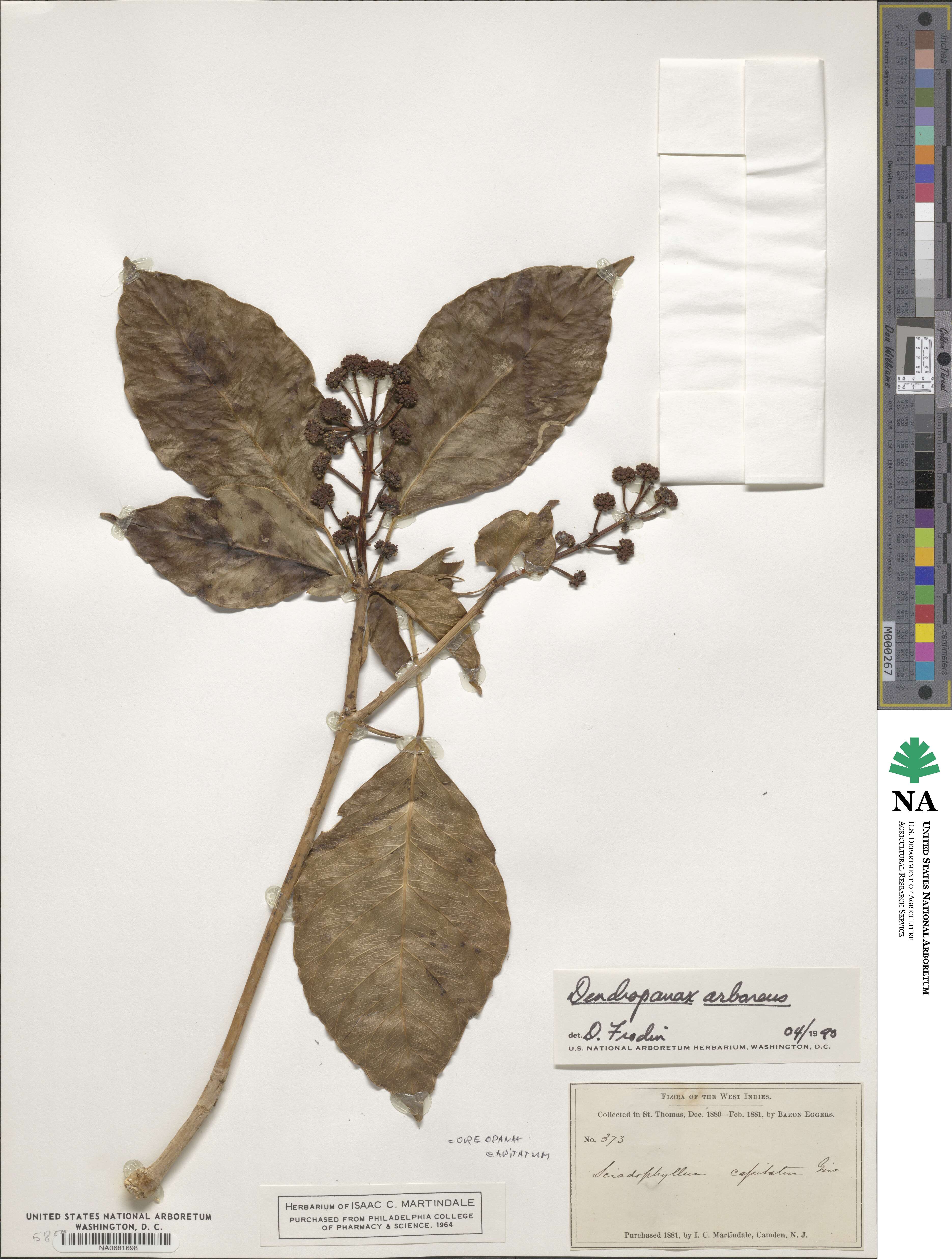 Dendropanax arboreus image