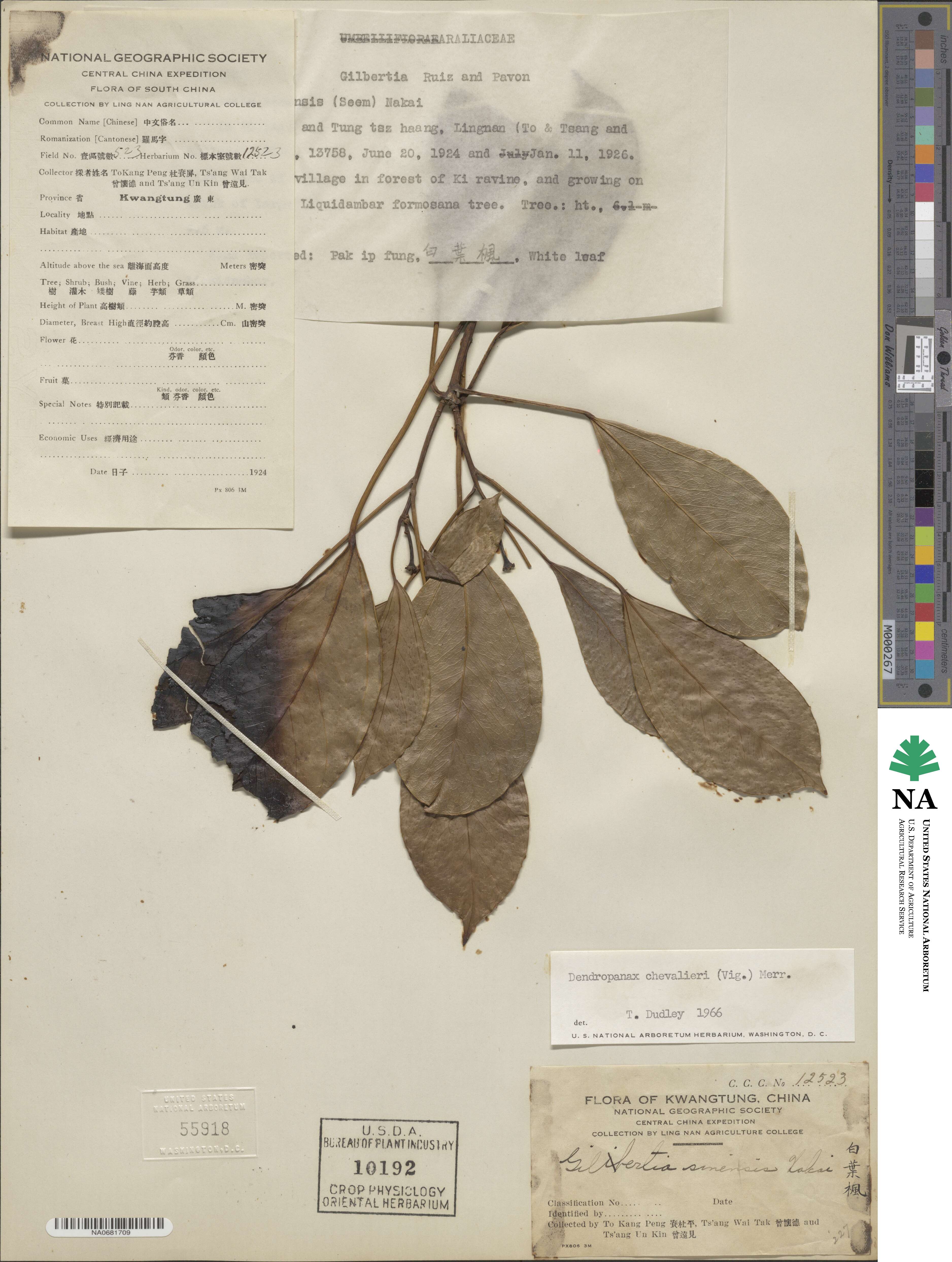 Dendropanax chevalieri image
