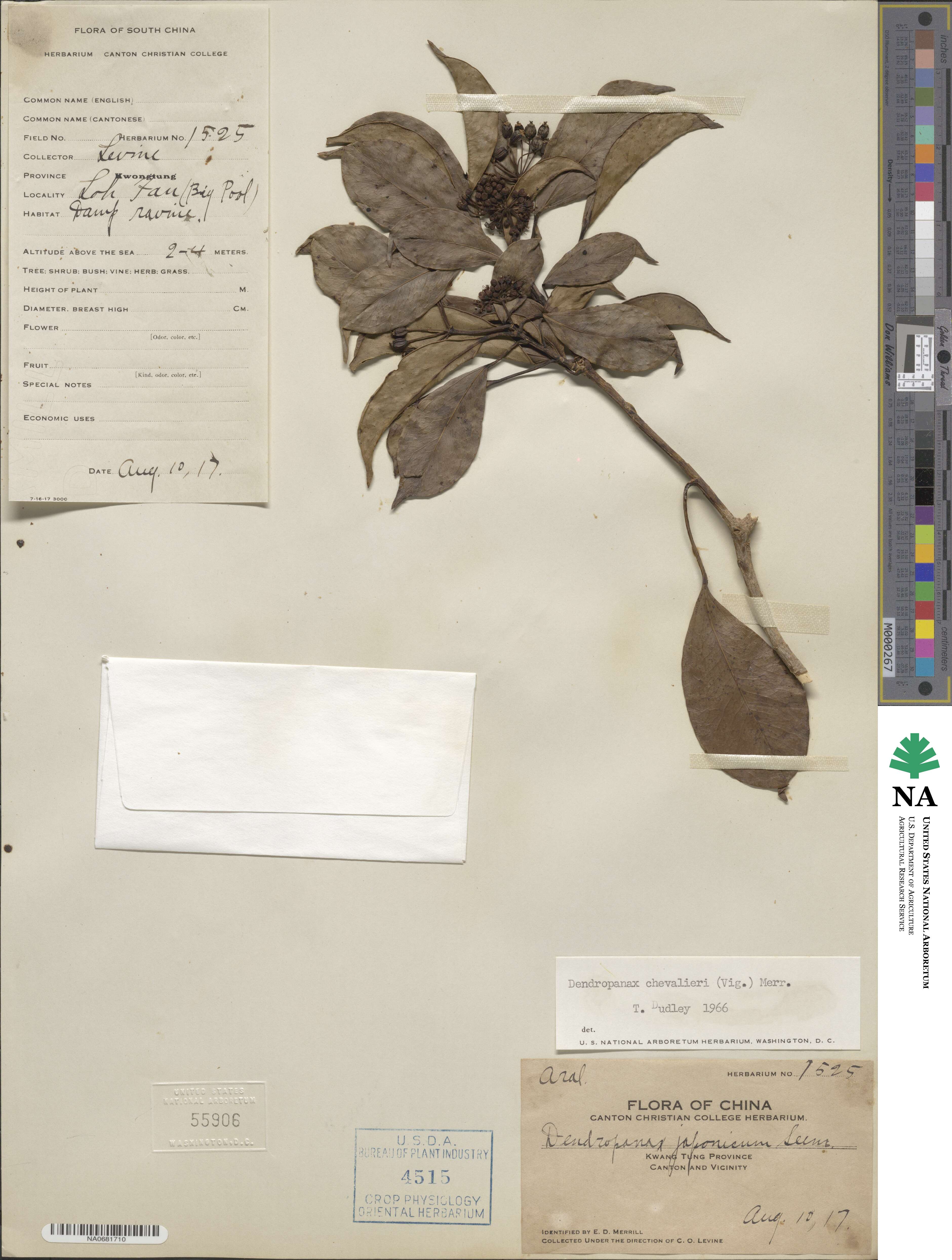 Dendropanax chevalieri image