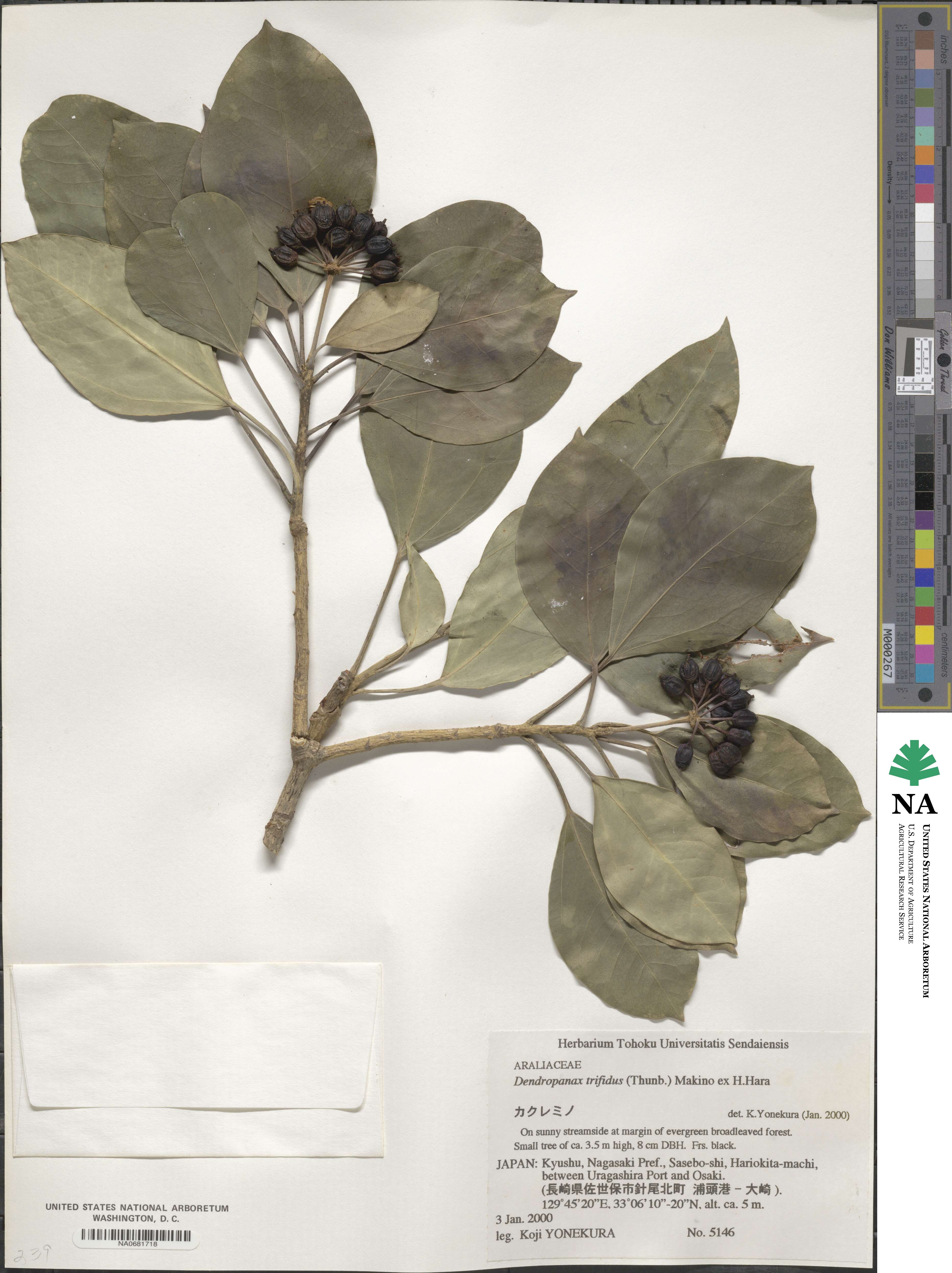 Dendropanax pellucidopunctatus image