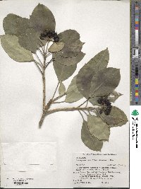 Dendropanax pellucidopunctatus image