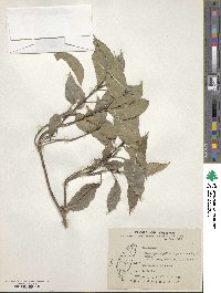 Dendropanax pellucidopunctatus image