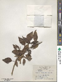 Dendropanax pellucidopunctatus image