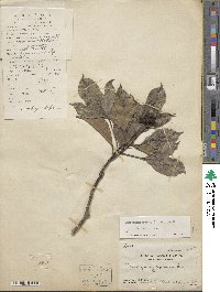 Image of Dendropanax proteus