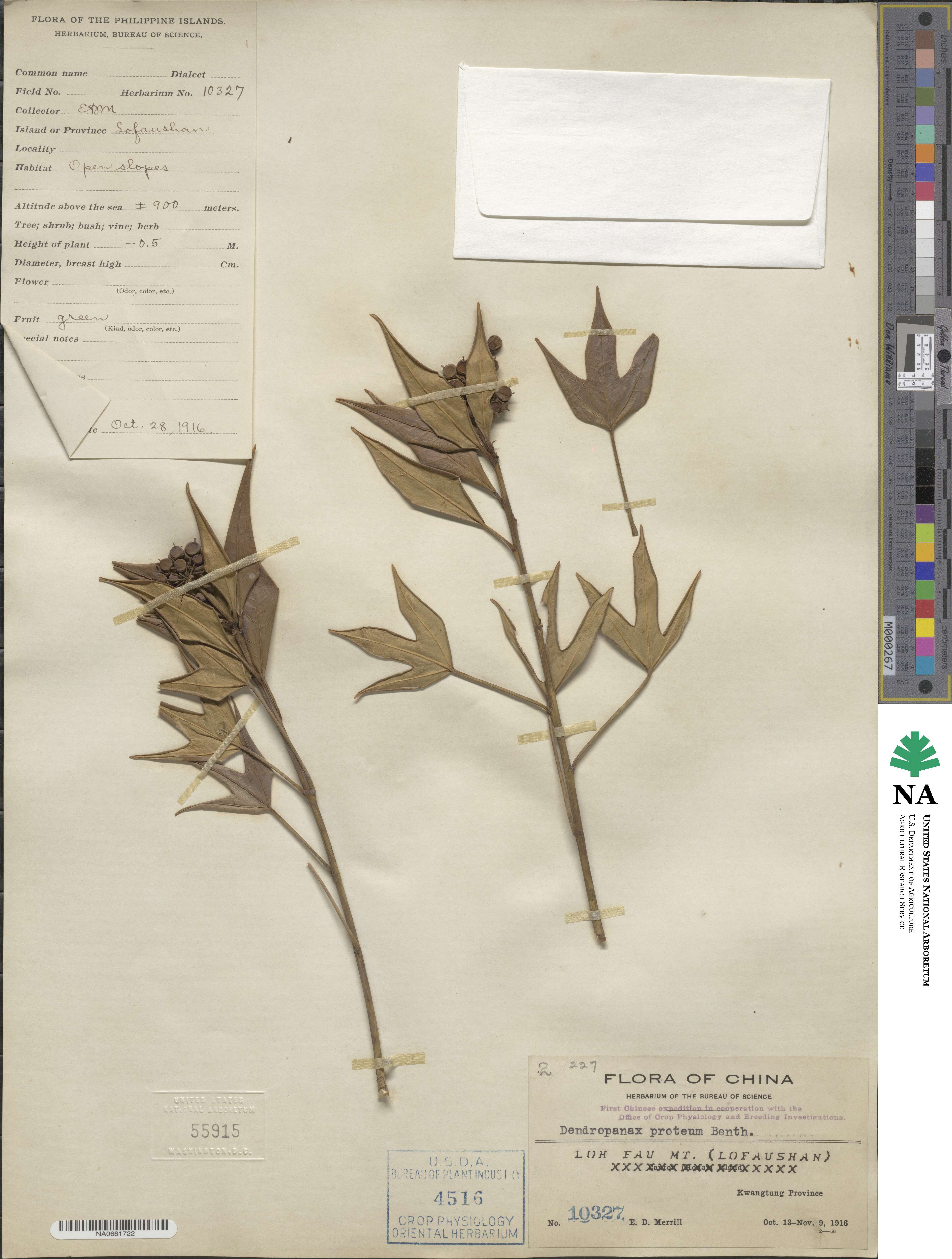 Dendropanax proteus image