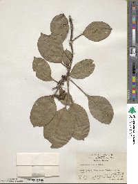 Dendropanax dentigerus image