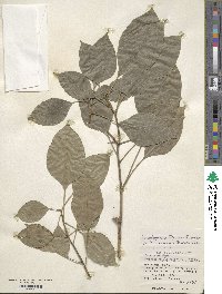 Dendropanax trifidus image