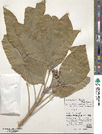 Dendropanax trifidus image